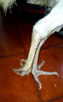 02.jpeg (65.42 KiB) Osservato 3037 volte 02.jpeg