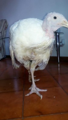 01.jpeg (37.22 KiB) Osservato 3522 volte 01.jpeg