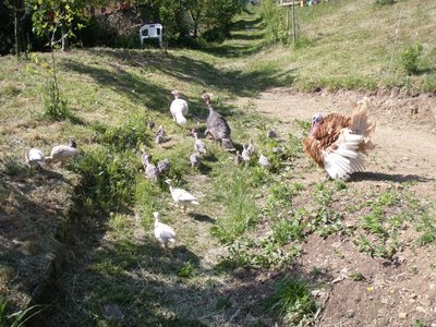 P5110082.JPG (271.87 KiB) Osservato 1409 volte P5110082.JPG