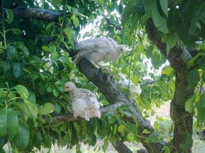 21052011450.jpg (37.96 KiB) Osservato 1226 volte 21052011450.jpg