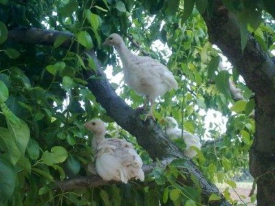 21052011452.jpg (36.4 KiB) Osservato 1226 volte 21052011452.jpg