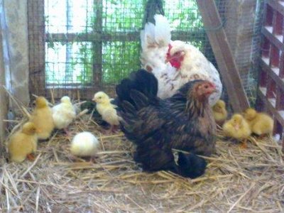 27032011437.jpg (34 KiB) Osservato 1226 volte 27032011437.jpg