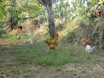 P1060745.JPG (109.97 KiB) Osservato 2912 volte P1060745.JPG