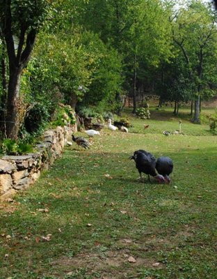 DSC_0130.jpg (118.39 KiB) Osservato 3521 volte DSC_0130.jpg