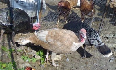 02112011946.jpg (54.94 KiB) Osservato 2127 volte 02112011946.jpg