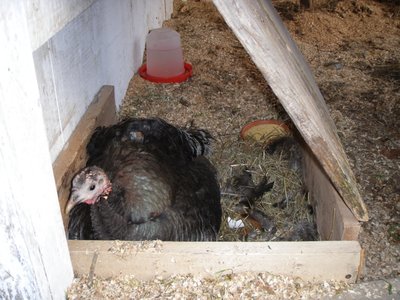 P4180216.JPG (251.32 KiB) Osservato 2105 volte P4180216.JPG