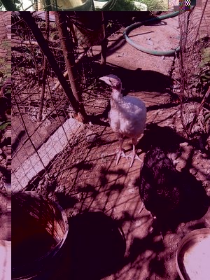 TAC.jpg (227.13 KiB) Osservato 839 volte TAC.jpg