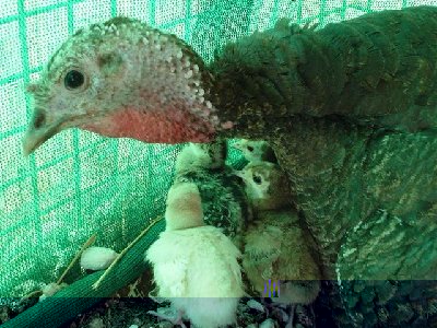 Mamma-Mia! / Immagine 047 (Small).jpg Immagine 047 (Small).jpg