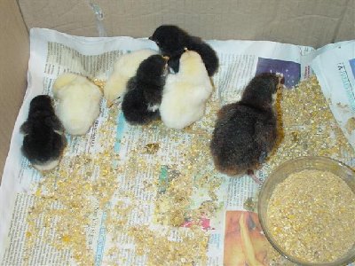 pulcini tacc/gall / Immagine 094 (Small).jpg Immagine 094 (Small).jpg