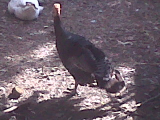 IMG00006-20121014-1433.jpg IMG00006-20121014-1433.jpg