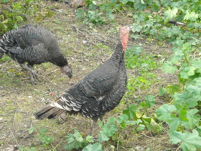 DSCN1279.JPG (108.42 KiB) Osservato 822 volte DSCN1279.JPG