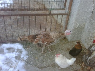 IMG00300-20130212-1400.jpg (179.26 KiB) Osservato 1069 volte IMG00300-20130212-1400.jpg