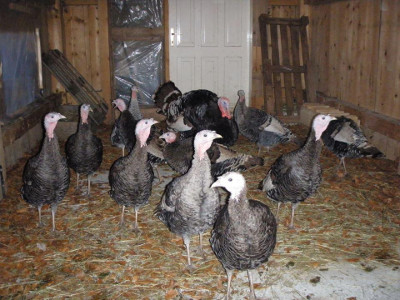 566237_410056515739786_735183560_n.jpg 566237_410056515739786_735183560_n.jpg