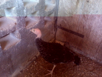 tacchini 008.jpg (288.65 KiB) Osservato 859 volte tacchini 008.jpg