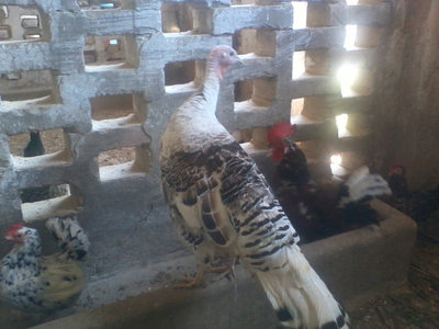 tacchini 011.jpg (264.08 KiB) Osservato 859 volte tacchini 011.jpg