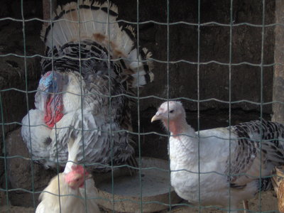 IM000441.JPG (1.17 MiB) Osservato 1587 volte IM000441.JPG