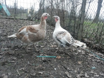 20140115_165547_2.jpg (204.39 KiB) Osservato 840 volte 20140115_165547_2.jpg