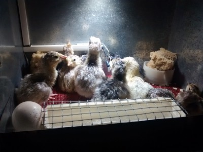 Tacchini incubatrice.jpg (332.72 KiB) Osservato 1776 volte Tacchini incubatrice.jpg