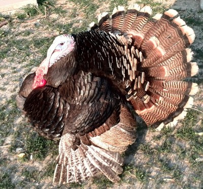 Tacchino maschio / IMG_20140414_183043.jpg IMG_20140414_183043.jpg