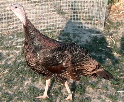 Femmina bronzata / IMG_20140414_183122.jpg IMG_20140414_183122.jpg