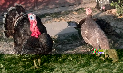 Femmina grigia / IMG_20140414_183200.jpg IMG_20140414_183200.jpg