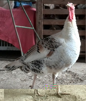 Femmina bianca / IMG_20131110_105052.jpg IMG_20131110_105052.jpg