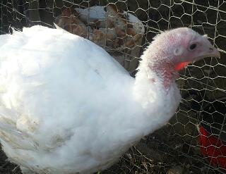 Metto anche le foto.dei tacchini se puoi mi dici chi dei.due e.maschio e femmina ? / rps20140708_213915.jpg rps20140708_213915.jpg