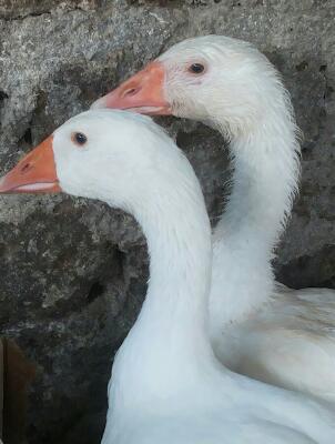 Queste sono le due oche mi puoi dire anche il sesso di una coppia di tacchini ? / rps20140708_213833.jpg rps20140708_213833.jpg