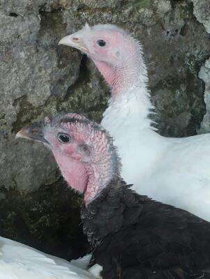 Questi invece sono i miei tacchini quello che me li ha dati ha detto che il maschio dovrebbe essere quello bianco / rps20140708_213954.jpg rps20140708_213954.jpg