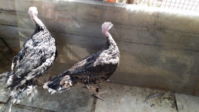 tacch1.jpg (165.19 KiB) Osservato 953 volte tacch1.jpg