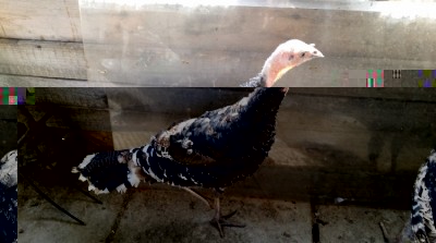 tacch2.jpg (122.29 KiB) Osservato 953 volte tacch2.jpg