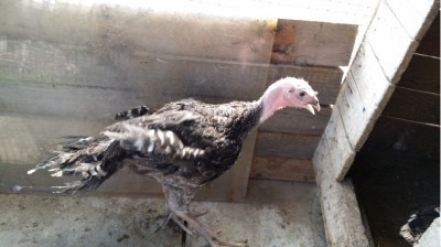 tacch3.jpg (120.96 KiB) Osservato 953 volte tacch3.jpg