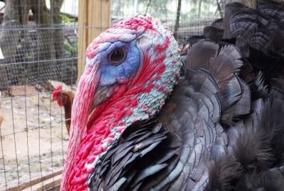 Madonna dell'Albero 10 (800x537).jpg (350.92 KiB) Osservato 944 volte Madonna dell'Albero 10 (800x537).jpg