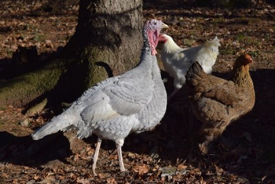 tacchini1.jpg (155.82 KiB) Osservato 1076 volte tacchini1.jpg