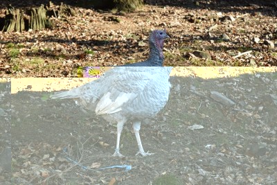 tacchini2.jpg (270.62 KiB) Osservato 1076 volte tacchini2.jpg