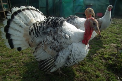 011.JPG (175.66 KiB) Osservato 1058 volte 011.JPG