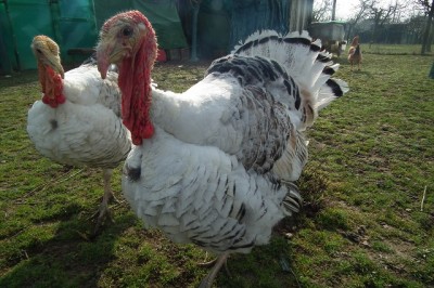 012.JPG (189.24 KiB) Osservato 1058 volte 012.JPG