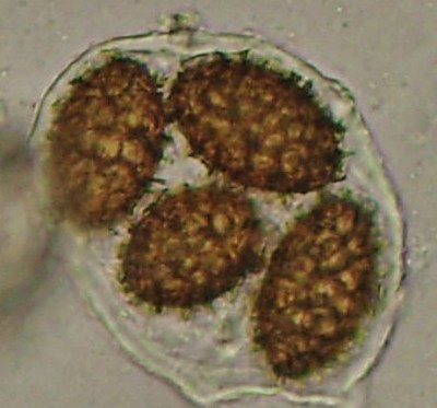 macro spore.jpg (34.48 KiB) Osservato 1594 volte macro spore.jpg