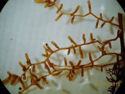 macro4.jpg (61.18 KiB) Osservato 1594 volte macro4.jpg