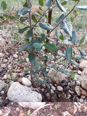 IMG-20171024-WA0000.jpg (192.44 KiB) Osservato 3910 volte IMG-20171024-WA0000.jpg