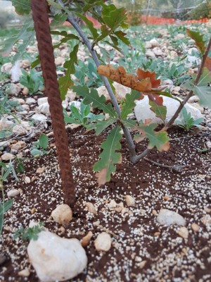 IMG-20171024-WA0001.jpg (164.21 KiB) Osservato 3910 volte IMG-20171024-WA0001.jpg