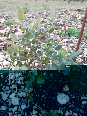 IMG-20171024-WA0010.jpg (194.23 KiB) Osservato 3910 volte IMG-20171024-WA0010.jpg