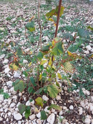 IMG-20171024-WA0008.jpg (234.83 KiB) Osservato 3910 volte IMG-20171024-WA0008.jpg