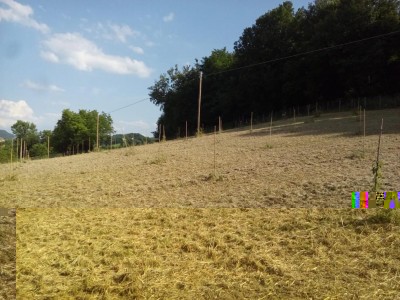 foto di ieri / IMG-20180711-WA0013.jpg IMG-20180711-WA0013.jpg