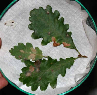 maculatura rovere.jpg (65.8 KiB) Osservato 744 volte maculatura rovere.jpg