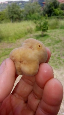 bianchetto 01a.jpg (43.76 KiB) Osservato 864 volte bianchetto 01a.jpg