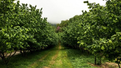 coltivazione-tartufo.jpg (148.32 KiB) Osservato 777 volte coltivazione-tartufo.jpg