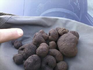tartufi.jpg tartufi.jpg