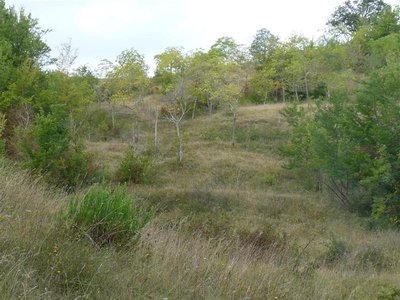 P1120591 (Large) (Medium).JPG (101.9 KiB) Osservato 1119 volte P1120591 (Large) (Medium).JPG