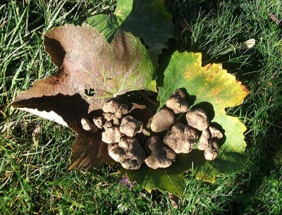 bianchi 2013 003.jpg (203.53 KiB) Osservato 1097 volte bianchi 2013 003.jpg